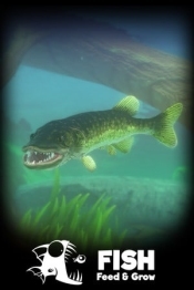 Feed and Grow: Fish