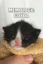 MEMOLOGY: GOYDA