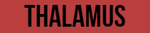Thalamus